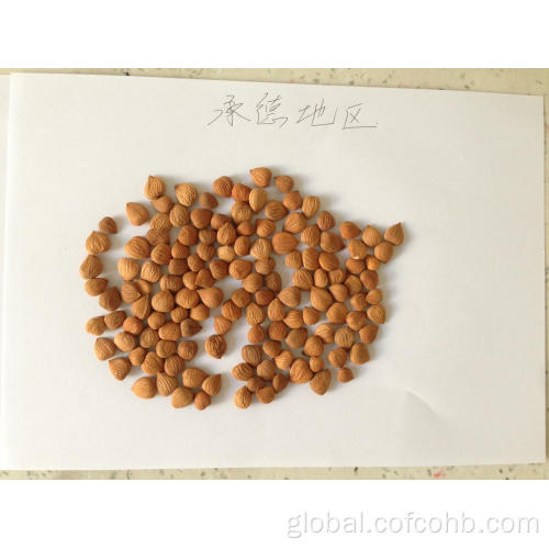 China bitter apricot kernels natural Manufactory